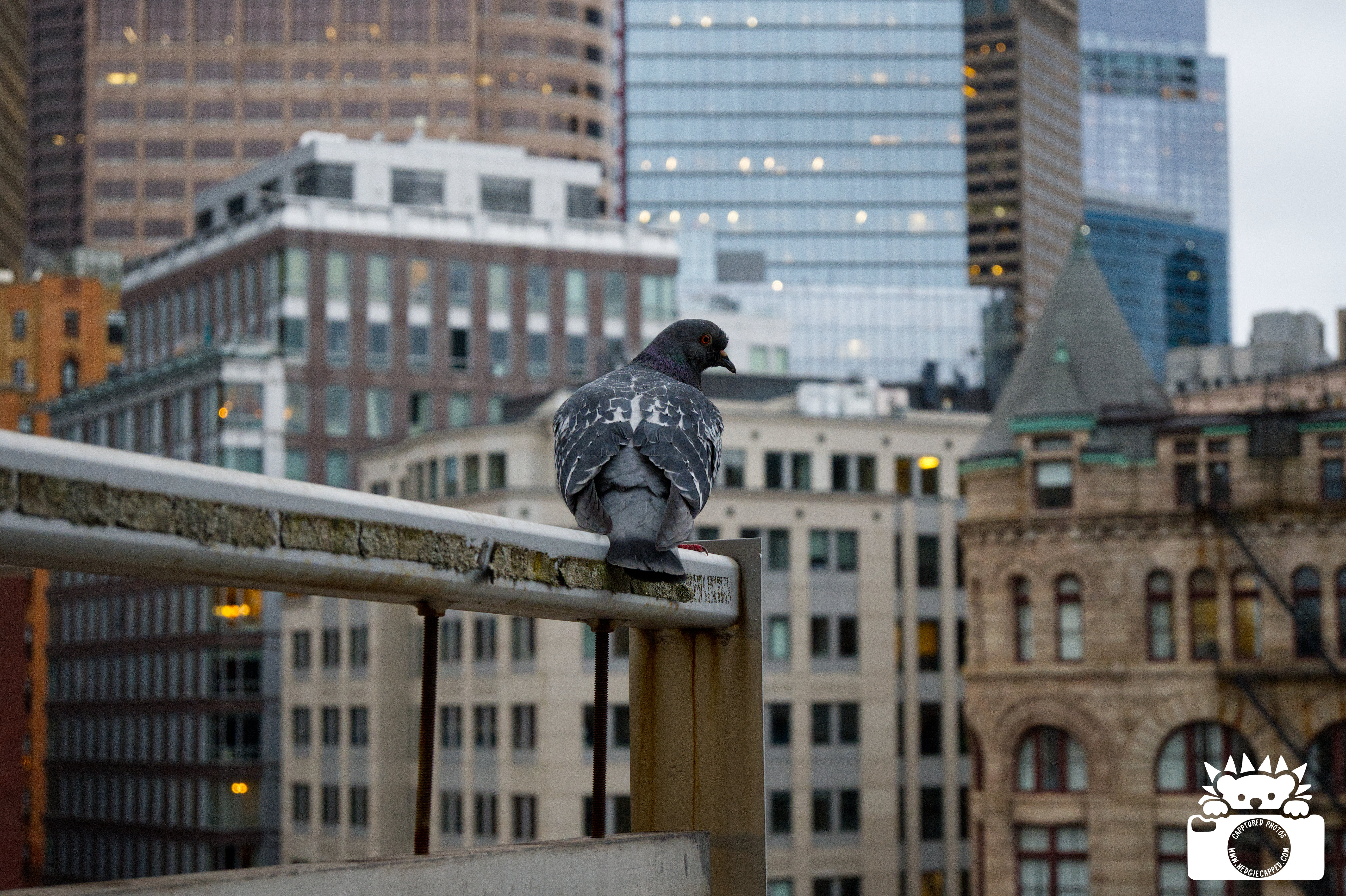 04.04.26: A perfect little model. I could go on and on about how we did pigeons wrong, but I will save that for another day.