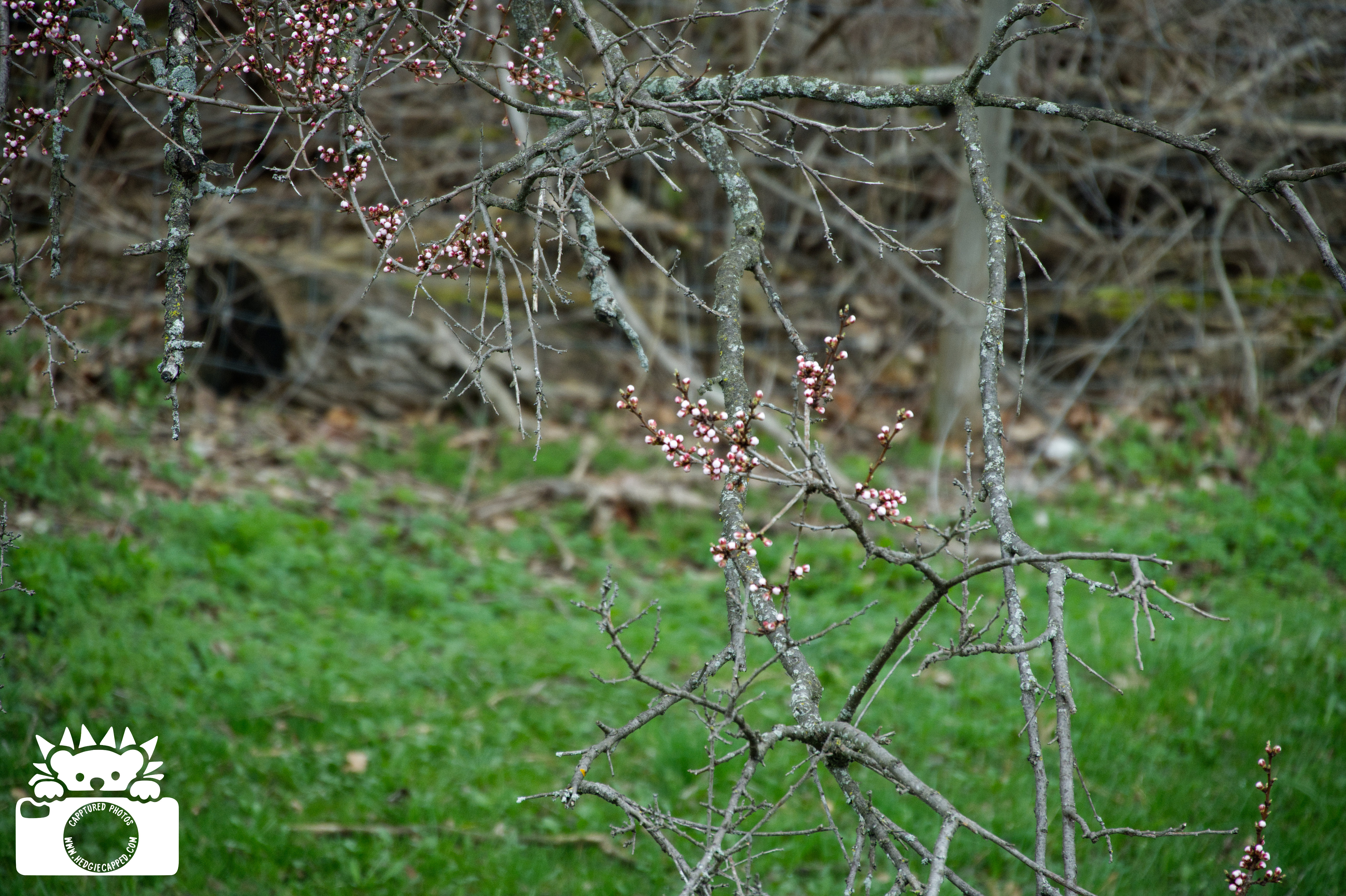 04.13.26: The spring is finally starting to come around, we might have a week of spring in New England and then we will have so much summer :(