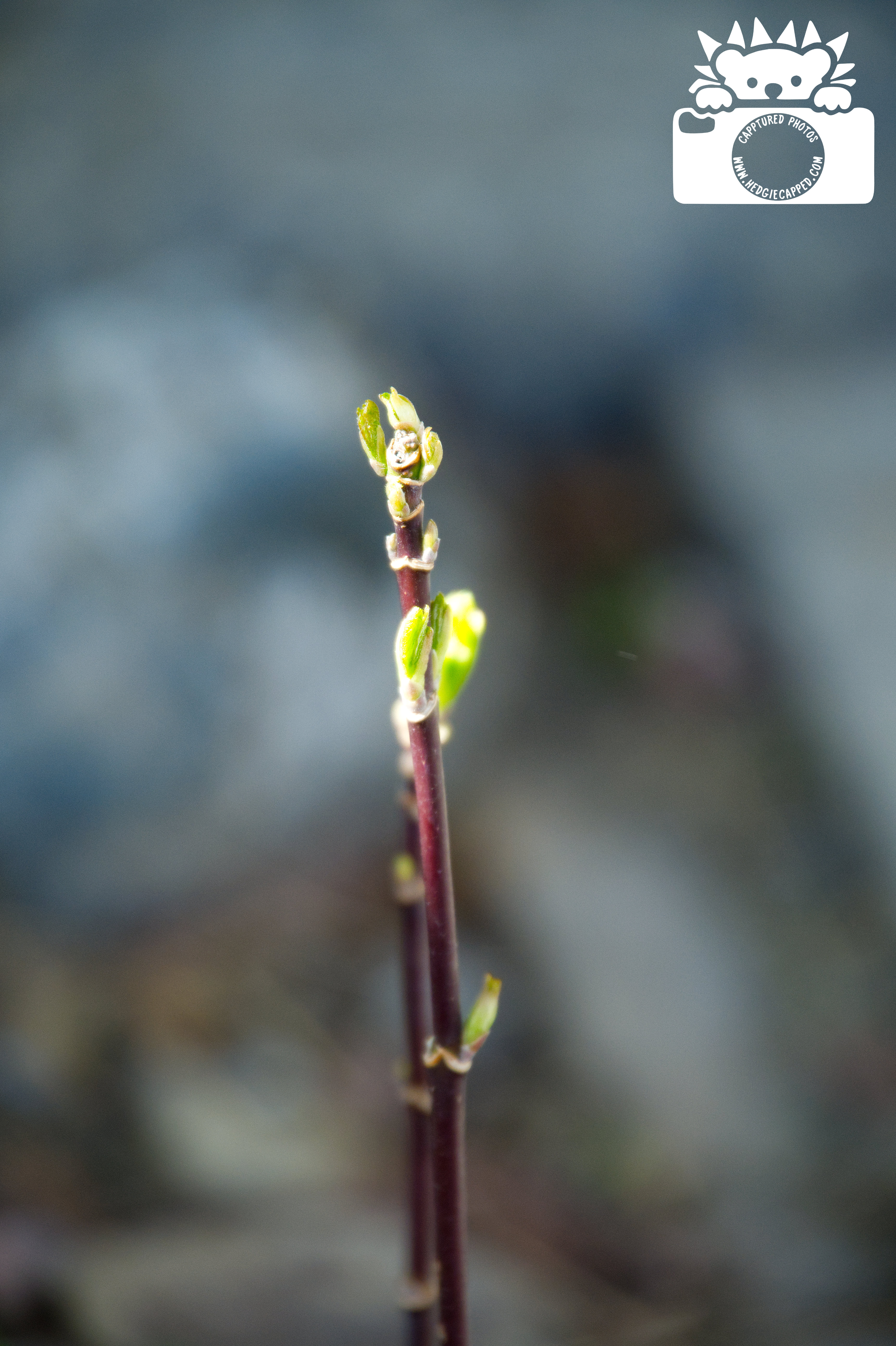 04.15.16: I love the blooms and colors as they start to finally come out.