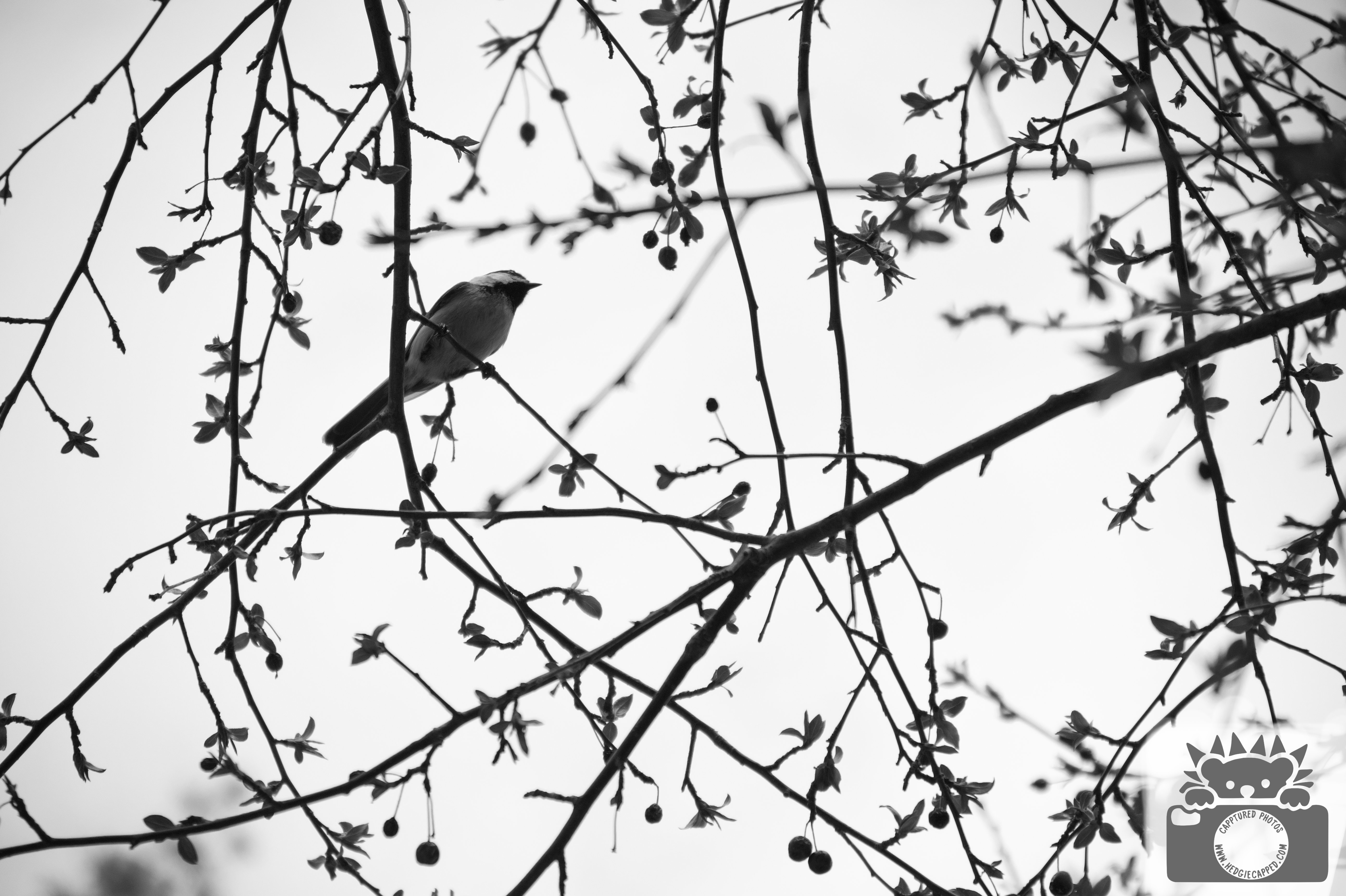 04.16.26: I really wanted bird photos, but man mobility aids make it hard to be sneaky!