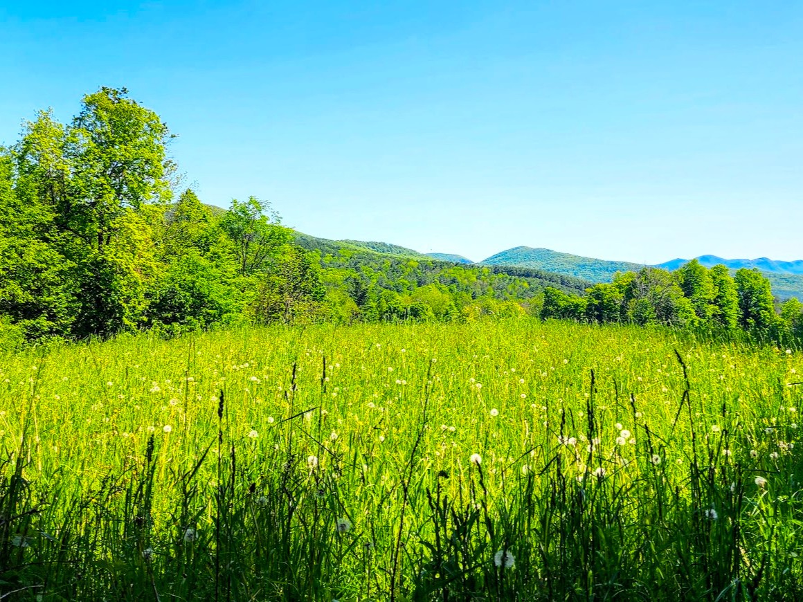 03/26/2023: This is a beautiful field that I got to look at on a walk. I really enjoy the scenery and the mountains in the background!
