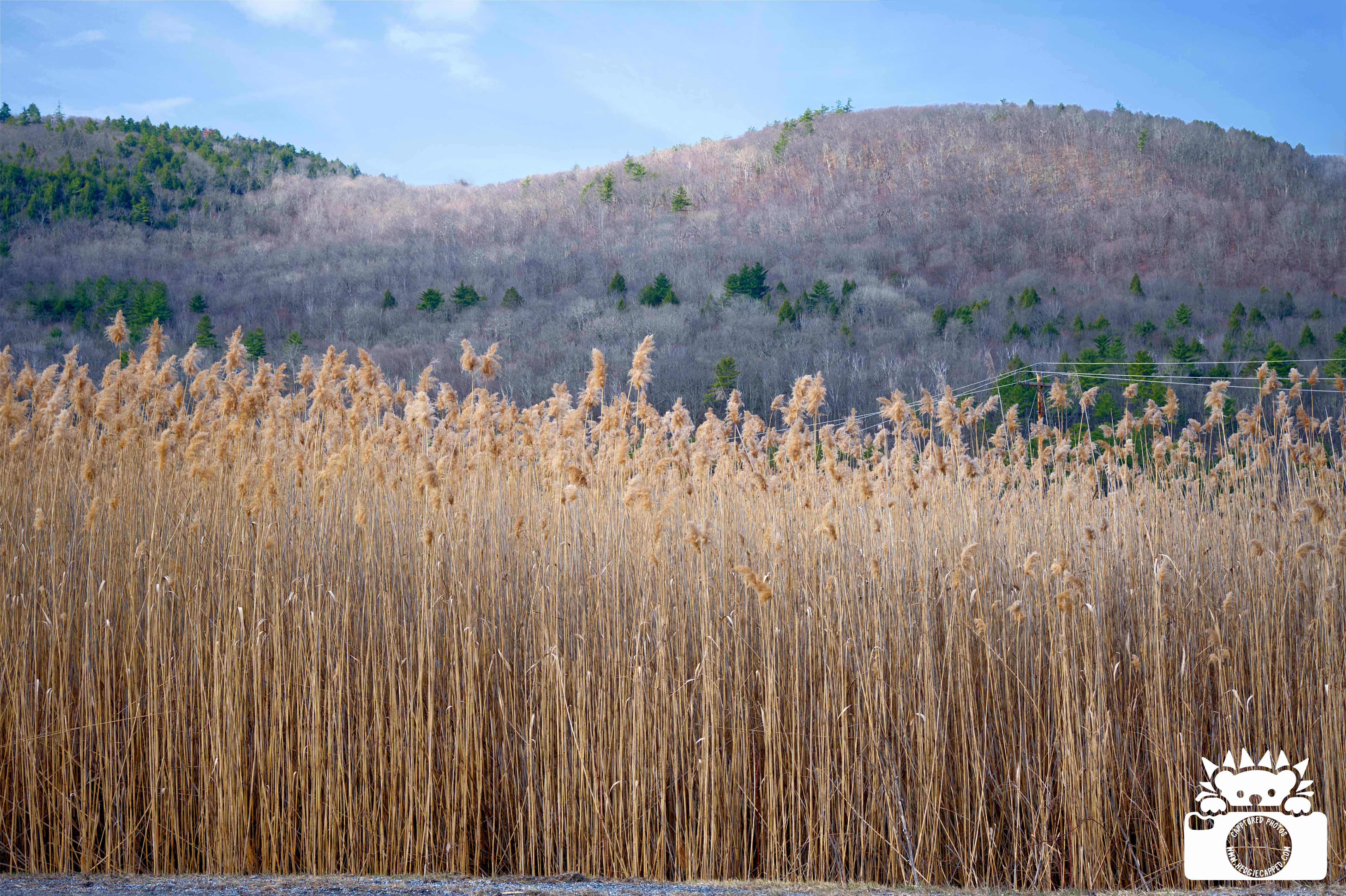 03.30.26: I love seeing things just starting to come back to life in early spring!