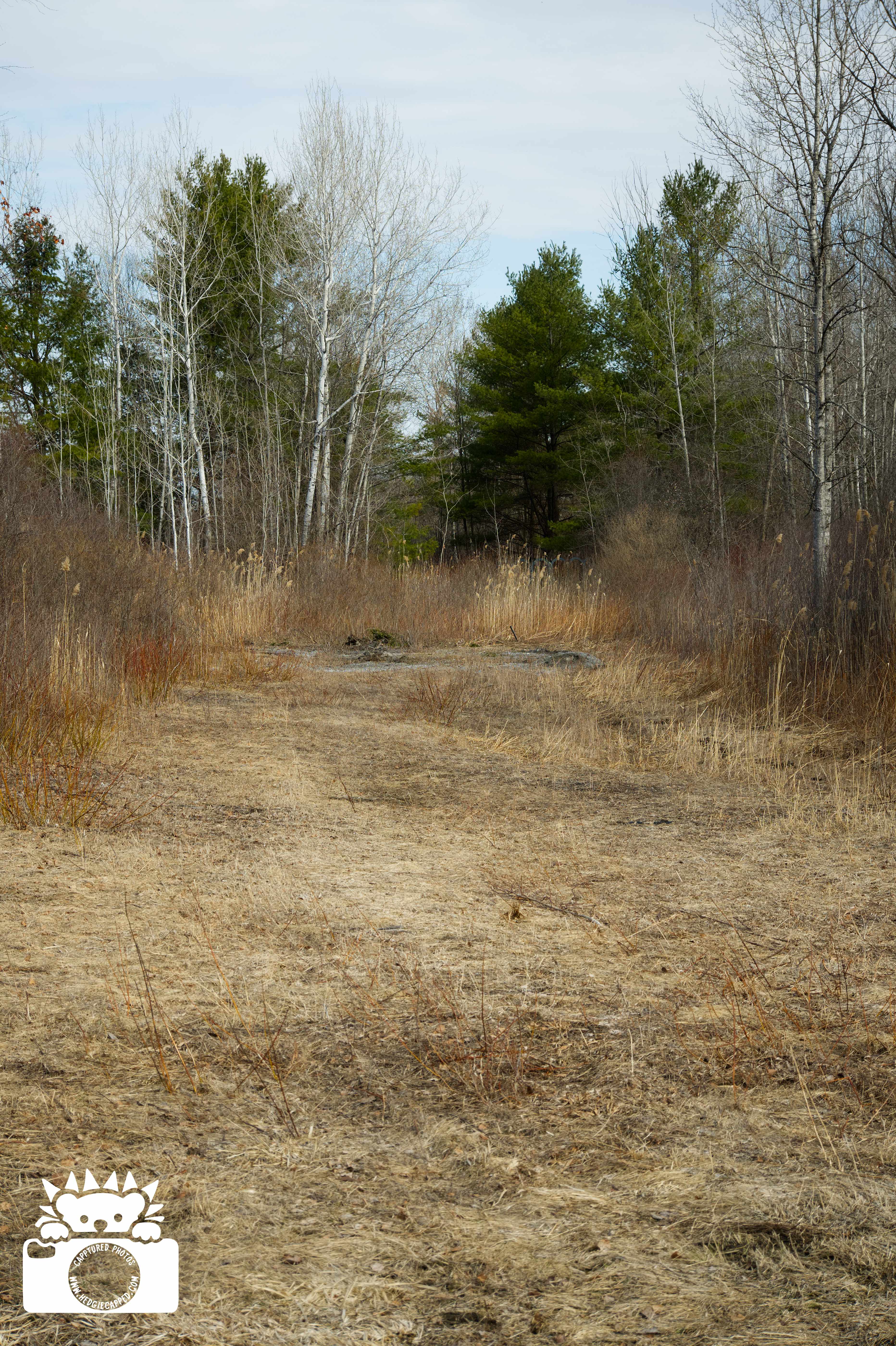 03.30.26: Going for a walk is so nice, I am glad the weather is improving.